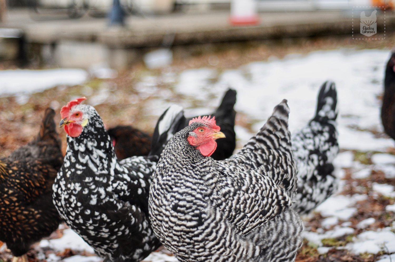 Tomy, the Ancona on the left, and Sassy, the Barred Rock at center, are totally over it. They say, “Enough with the pictures and the talking; get your chickens already! You’ll see how much fun we are!”